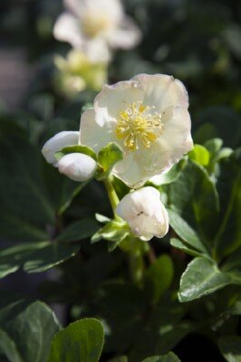 HELLEBORUS niger 'Christmas Carol' - image 3