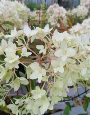 HYDRANGEA paniculata 'Groundbreaker'