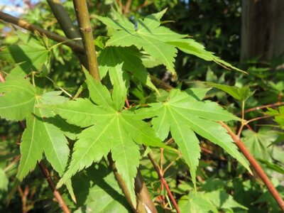 ACER palmatum 'Brown Sugar'