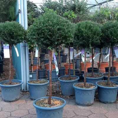 TAXUS baccata 'Renke's Little Green'