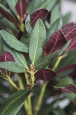RHODODENDRON 'Berg's Queen Bee'