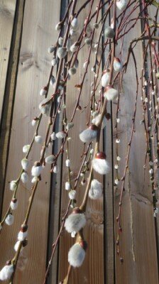 SALIX caprea 'Kilmarnock' - image 2