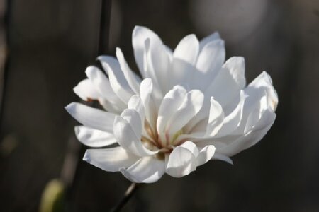 MAGNOLIA stellata