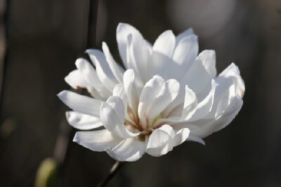 MAGNOLIA stellata