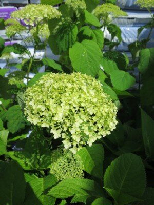 HYDRANGEA arborescens 'Strong Annabelle'