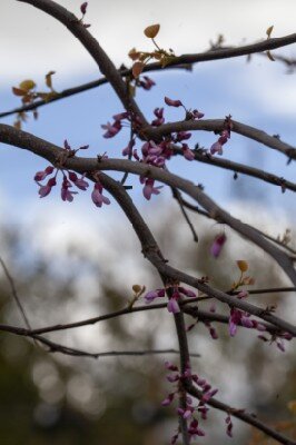 CERCIS canadensis 'Cascading Hearts'