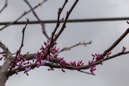 CERCIS canadensis 'Cascading Hearts' - image 2