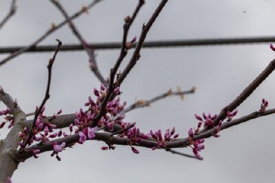 CERCIS canadensis 'Cascading Hearts' - image 2
