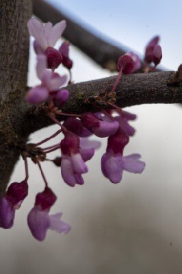 CERCIS canadensis 'Cascading Hearts' - image 3