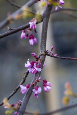 CERCIS canadensis 'Cascading Hearts' - image 4