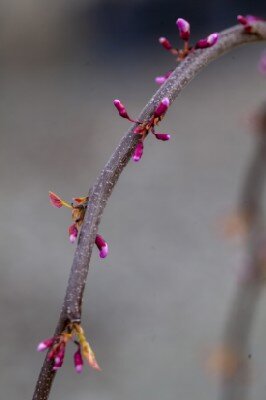CERCIS canadensis 'Golden Falls' - image 2
