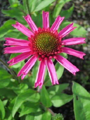 ECHINACEA 'Delicious Candy'