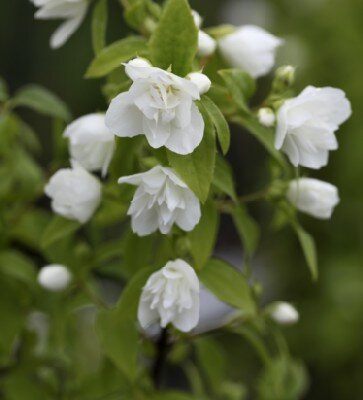 PHILADELPHUS 'Manteau d'Hermine'