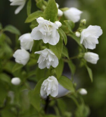 PHILADELPHUS 'Manteau d'Hermine'