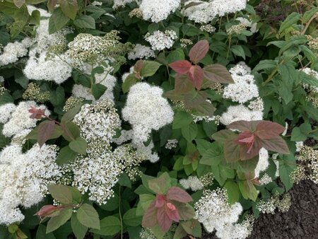 SPIRAEA japonica 'Double Play Blue Kazoo'