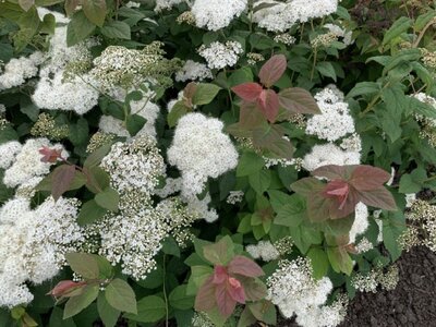 SPIRAEA japonica 'Double Play Blue Kazoo'