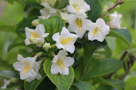 WEIGELA Colourtwist 'Sunny Side Up'