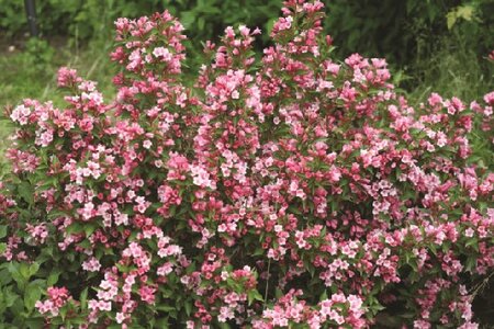 WEIGELA Colourtwist 'Twopink'
