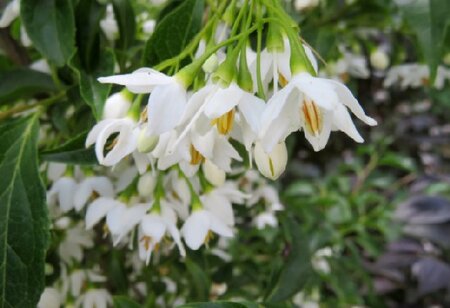 STYRAX japonicus 'Snowcone'