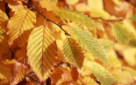 CARPINUS betulus