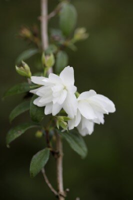 PHILADELPHUS 'Snowbelle'