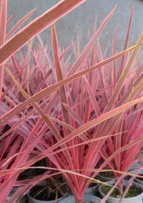 CORDYLINE australis 'Charlie Boy' - image 1