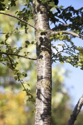 NOTHOFAGUS antarctica