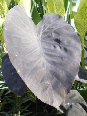 COLOCASIA esculenta 'Black Magic'