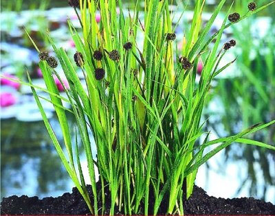 JUNCUS effusus