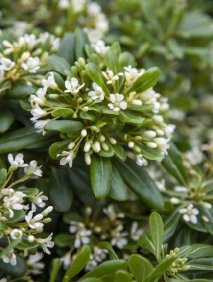 PITTOSPORUM tobira 'Nanum'