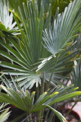 TRACHYCARPUS wagnerianus