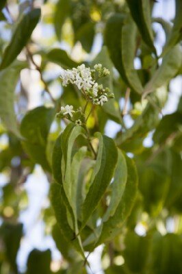 HEPTACODIUM miconioides
