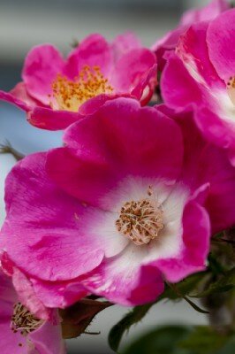 ROSA 'American Pillar' - image 1