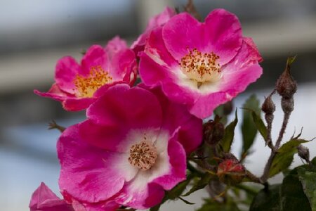 ROSA 'American Pillar' - image 2