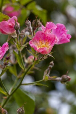 ROSA 'American Pillar' - image 3