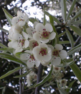 PYRUS salicifolia 'Pendula'