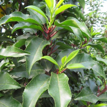 PRUNUS lusitanica 'Brenelia'