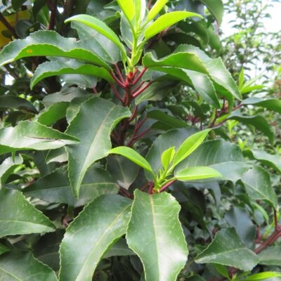 PRUNUS lusitanica 'Brenelia'