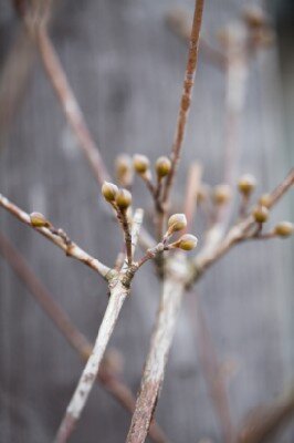 CORNUS officinalis 'Robin's Pride'