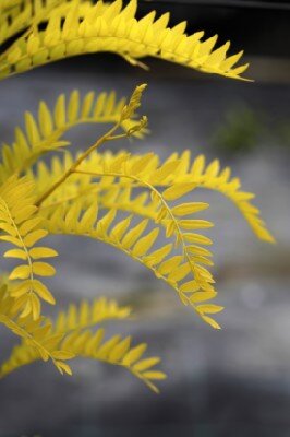 GLEDITSIA triacanthos 'Sunburst'