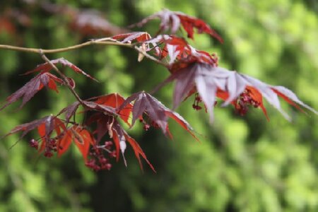 ACER palmatum 'Bloodgood' - image 3