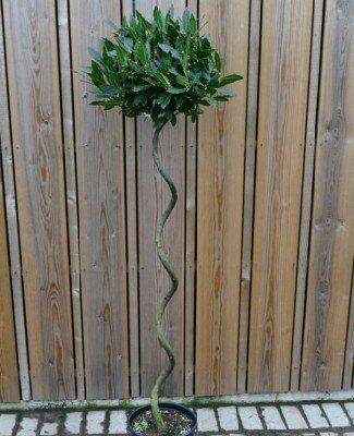 LAURUS nobilis Spiral Stem