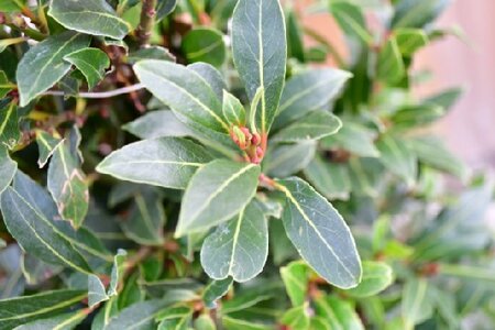 LAURUS nobilis 'Bay Junior'