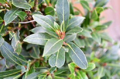 LAURUS nobilis 'Bay Junior'