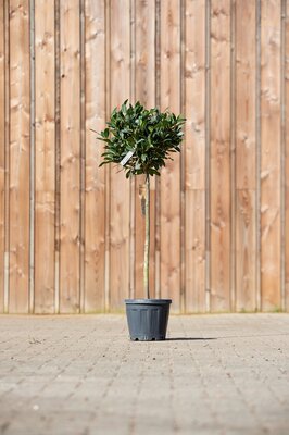 LAURUS nobilis Standard