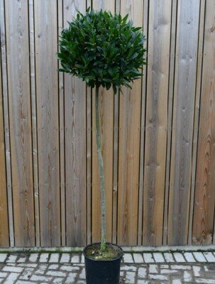 LAURUS nobilis Standard