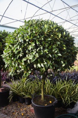 LAURUS nobilis Standard