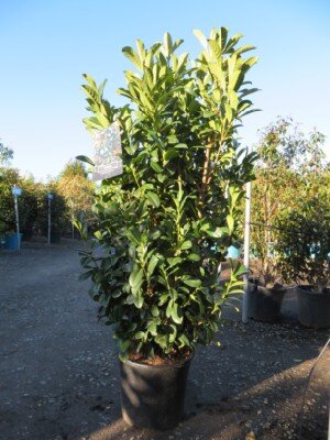 PRUNUS laurocerasus 'Bonaparte' - image 1