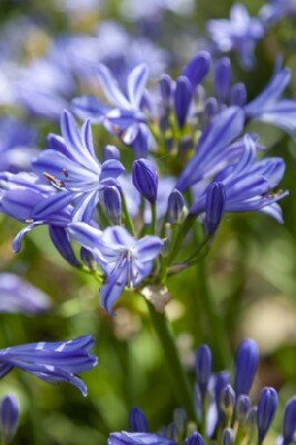 AGAPANTHUS 'Charlotte' - image 1