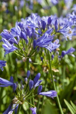 AGAPANTHUS 'Charlotte' - image 2